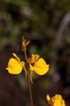 Horned bladderwort